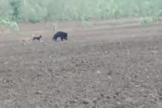 dogs hunt the bear  incident of wild animal entering agricultural fields  bear is being hunted down by dogs in adilabad district of Telangana  കരടിയെ നായകള്‍ ഓടിക്കുന്നതിന്‍റെ ദൃശ്യങ്ങള്‍  കാട്ടുമൃഗങ്ങള്‍ കൃഷിയിടത്തില്‍ വരുന്നത്  അദിലാബാദ് ജില്ലയില്‍ കാട്ടുമൃഗങ്ങള്‍ കൃഷി നശിപ്പിക്കുന്നു എന്ന പരാതി