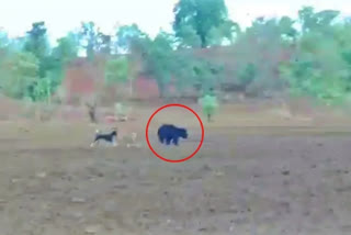 Watch: Dogs chasing away a bear into forest