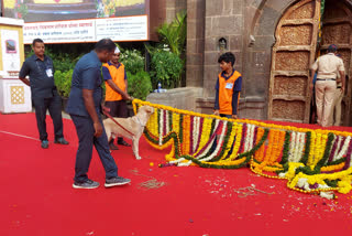 Dog Squad bowing in front of the temple