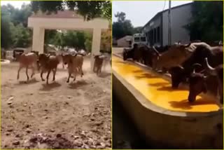 special-feast-for animal