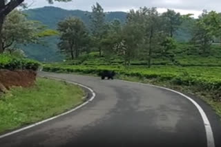 நீலகிரியில் பகல் நேரத்தில் அசால்ட்டாக சாலையை கடக்கும் கரடிகள்