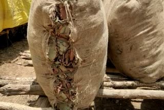 Preparations to sell tendu leaves in the open market in Rajnandgaon