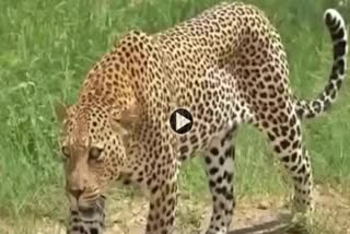 Leopard Attack