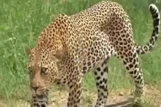 Leopard Attack: ସାଇକେଲ ଆରୋହୀଙ୍କୁ ଆକ୍ରମଣ କଲା ବାଘ, ଦେଖନ୍ତୁ ଛାତିଥରା ଭିଡିଓ