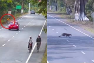 Leopard attack on cyclist in Kaziranga of Assam