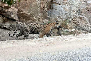 Tigress Sultana carry her cub in jaws in Ranthambore National Park