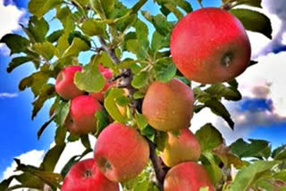 سیب کے باغات