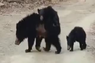 mother bear viral video