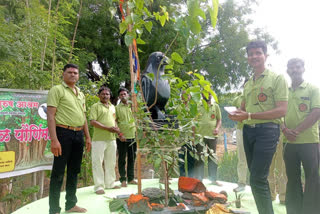 Wife victim men worship Pimpal tree in Aurangabad