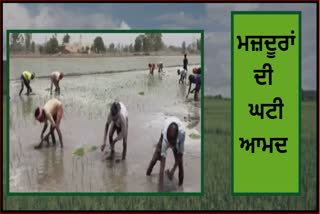 The influx of migrant workers decreased Paddy sowing is now a headache for farmers who have become laborers after electricity and water