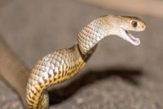 snakebite in Rajgarh Sirmaur