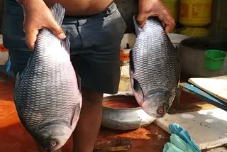 बिहार में बढ़ा मछली उत्पान