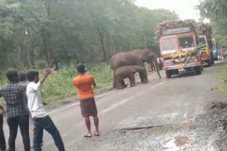 வாகன ஓட்டிகள் செல்பி மோகத்தால் நிம்மதியிழக்கும் வனவிலங்குகள்