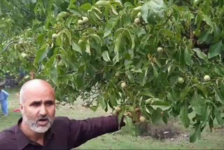 Kupwara Farmers Demand Ban on Walnut Imports