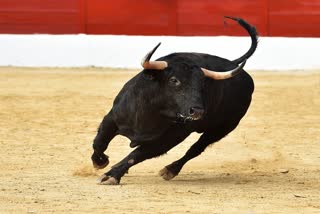 Bull Attack