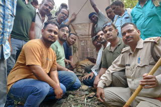 Khatima Forest Department tranquilizes tiger