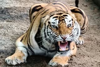 Satpura Tiger Reserve tribe of tigers increased