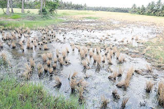 Crop Holiday in Konaseema