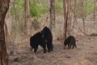 Viral video of Mama bear carrying two cubs in Panna Tiger Reserve