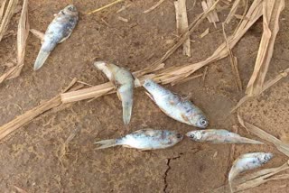 Fish fell with rain in a field in Banaskantha