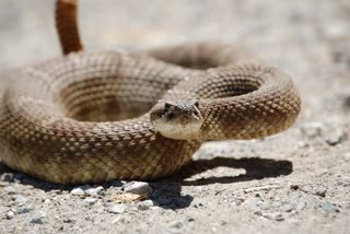 father daughter dies of snakebite in gourela