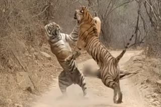 Tigers fight for prey in ranthambore national park