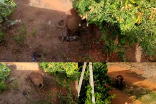 Wild Female Elephant attacks forest watcher in Coimbatore  Elephant attacks forest watcher in Theethipalayam  കോയമ്പത്തൂരിൽ പരിഭ്രാന്തി പരത്തി കൂട്ടം തെറ്റിയ കാട്ടാന  കോയമ്പത്തൂരിൽ ഫോറസ്റ്റ് വാച്ചറെ പിടിയാന ആക്രമിച്ചു  കോയമ്പത്തൂർ തീത്തിപ്പാളയത്ത് കാട്ടാനയുടെ ആക്രമണം