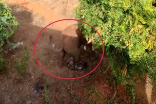 Elephant Attacks On Forest Worker