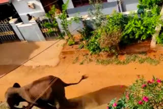 Wild Female Elephant attacks forest worker in Coimbatore