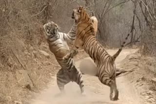 Tigers fight for prey in ranthambore national park