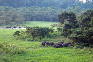 Tourists not allowed to enter forest for next three months