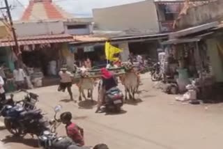 ಎತ್ತು ಹಾಯ್ದು ಹೋದರು ಪ್ರಾಣಾಪಾಯದಿಂದ ಪಾರಾದ ಯುವತಿ