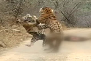 Tigers fight for prey in Ranthambore National Park
