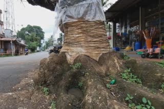 130 year old tree ayurvedic treatment Pathanamthitta