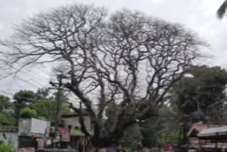 Ayurveda treatment to Kerala tree in order to get rid of mercury poisoning