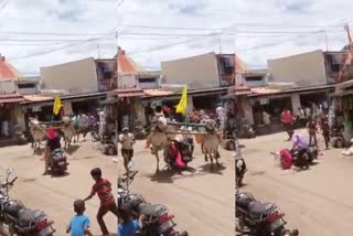 KARA HUNNIME FESTIVAL  A YOUNG WOMAN miracally ESCAPED FROM AN ACCIDENT  പാഞ്ഞുവരുന്ന കാളകൾക്ക് നടുവിൽ പെട്ട് സ്‌കൂട്ടർ യാത്രക്കാരി  കാര ഹുന്നിമി ഉത്സവ്  ബന്ദി ഉത്സവ്  കർണാടകയിലെ ബന്ദി ഉത്സവ്  കാളകൾക്ക് നടുവിൽ പെട്ട് സ്‌കൂട്ടർ യാത്രക്കാരി  karnataka accident