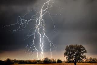 five cattle killed in lightning strike in Boudh