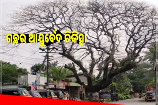 130 ବର୍ଷ ପୁରୁଣା ଗଛକୁ ବଞ୍ଚାଇବାକୁ ଆୟୁର୍ବେଦ ଚିକିତ୍ସା