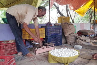 Kota Mandi Garlic Prices