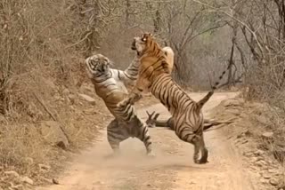Tigers fight for hunting in ranthambore national park