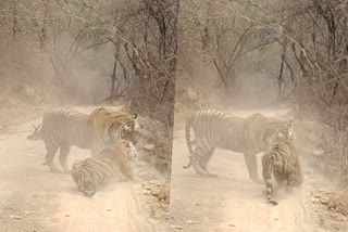 Tigers fight for hunt  watch video  TIGERS FIGHT FOR HUNT RATHAMBORE NATIONAL PARK IN SAWAI MADHOPUR  RATHAMBORE NATIONAL PARK IN SAWAI MADHOPUR  രാജസ്ഥാനിലെ സവായ് മധോപൂരിലെ രണ്‍ഥംബോർ ദേശീയോദ്യാനം  കടുവകൾ തമ്മിൽ ഏറ്റുമുട്ടൽ  വേട്ടയാടിയ ഇരയെ ഭക്ഷിക്കുന്നതിൽ കടുവകളുടെ ഏറ്റുമുട്ടൽ  രണ്‍ഥംബോർ ദേശീയോദ്യാനത്തിൽ കടുവകൾ തമ്മിൽ ഏറ്റുമുട്ടൽ  രാജസ്ഥാനിലെ സവായ് മധോപൂരിലെ ദേശീയോദ്യാനത്തിൽ ഏറ്റുമുട്ടി കടുവകൾ