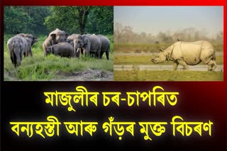 free-roaming-of-elephants-and-rhinoceros-in-majuli
