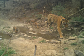 Ranthambore Tigress Happy Surprise