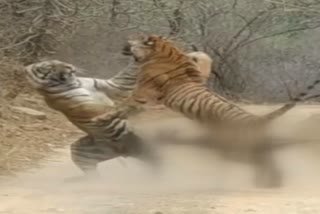 tiger fight