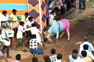 Bull Competition in Bellary, Bellary news, Tragedy incident miss in Bull competition in Bellary, ಬಳ್ಳಾರಿಯಲ್ಲಿ ಹೋರಿ ಸ್ಪರ್ಧೆ, ಬಳ್ಳಾರಿ ಸುದ್ದಿ, ಬಳ್ಳಾರಿಯಲ್ಲಿ ಗೂಳಿ ಸ್ಪರ್ಧೆಯಲ್ಲಿ ತಪ್ಪಿದ ದುರಂತ ಘಟನೆ,