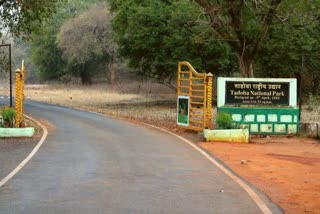 Tadoba Nursery Scam