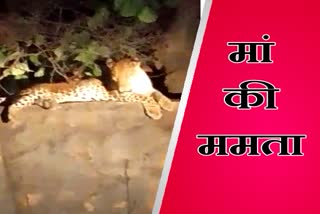 Leopard Cub Died in Ranthambore