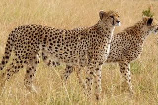 African cheetahs waiting india