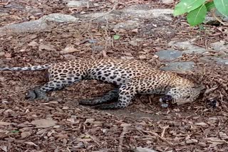 Leopard body found in Rahatgarh forest area