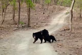 Viral video of Mama bear carrying two cubs in Panna Tiger Reserve  Viral video of bear family  കരടിക്കുഞ്ഞുങ്ങളെ ചുമലിലേമന്തി അമ്മക്കരടി  കരടി വീഡിയോ  കടിക്കുടുംബം വീഡിയോ  മധ്യപ്രദേശ് പന്ന കടുവ സങ്കേതം കരടി വീഡിയോ  Panna Tiger Reserve bear family video  bear crossing road  കരടി റോഡ് മുറിച്ചുകടക്കുന്ന ദൃശ്യം